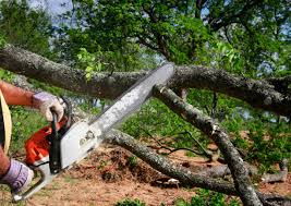 Best Commercial Tree Services  in Foster Brook, PA