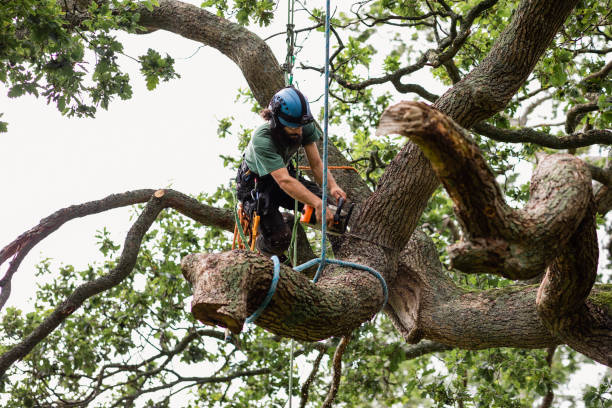 Best Fruit Tree Pruning  in Foster Brook, PA