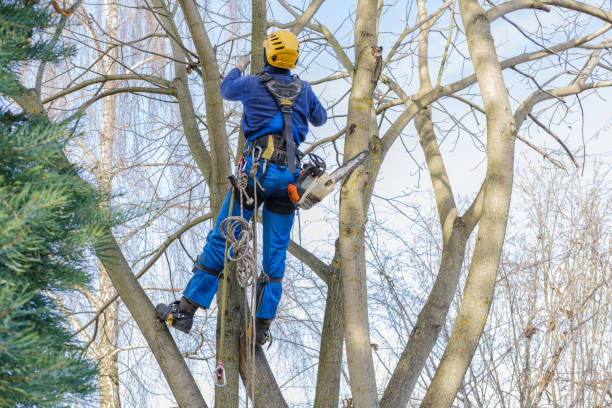 Best Tree Preservation Services  in Foster Brook, PA