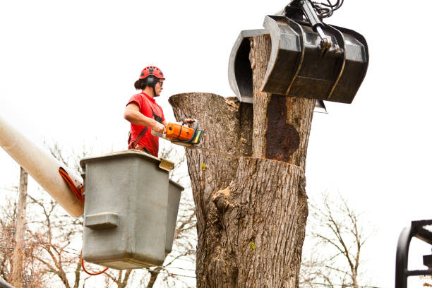 Best Tree Cabling and Bracing  in Foster Brook, PA